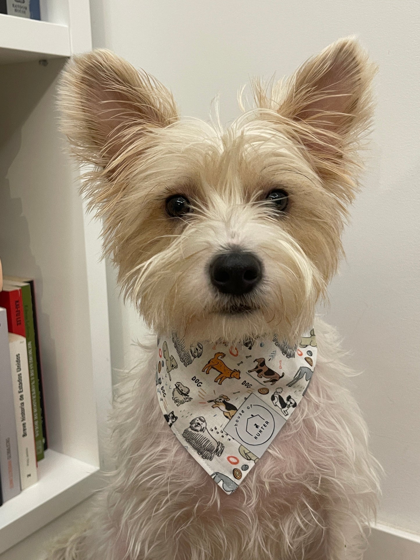 Who Let The Dogs Out?